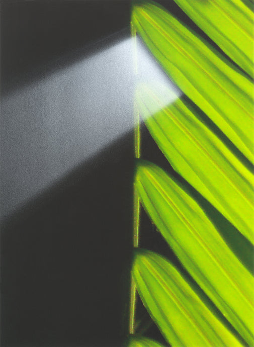 Juan Bernal - Palm Leaf and Light Ray - Leonard Tourné Gallery