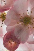Load image into Gallery viewer, JuanBernal-Cherry Blossoms-LeonardTourneGallery
