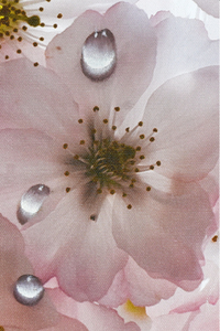 JuanBernal-Cherry Blossoms-LeonardTourneGallery