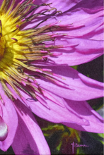 Load image into Gallery viewer, JuanBernal-Clematis-LeonardTourneGallery
