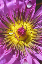 Load image into Gallery viewer, JuanBernal-Clematis-LeonardTourneGallery

