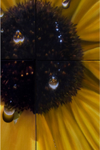 Load image into Gallery viewer, uanBernal-SunFlower-LeonardTourneGallery
