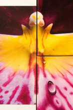 Load image into Gallery viewer, TourneGallery-JuanBernal-MiltoniaOrchid
