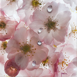 JuanBernal-Cherry Blossoms-LeonardTourneGallery